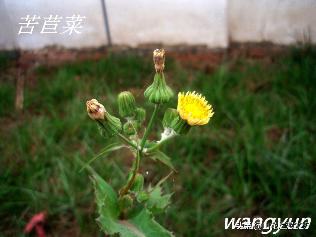 野生菊苣的辨认与图片,野菜苦菜识别方法