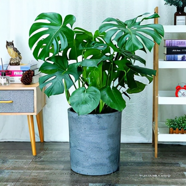 室内可以养的十大吉祥花,最好养的吉祥花有哪些