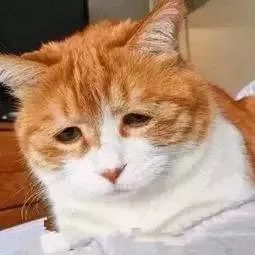 南极人为什么那么多专卖店,南极人卖的是品牌还是吊牌