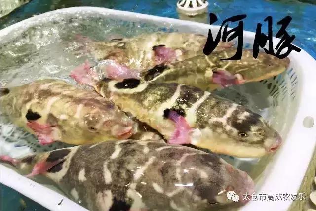 太仓浏河镇农家乐,苏州太仓高成农家乐