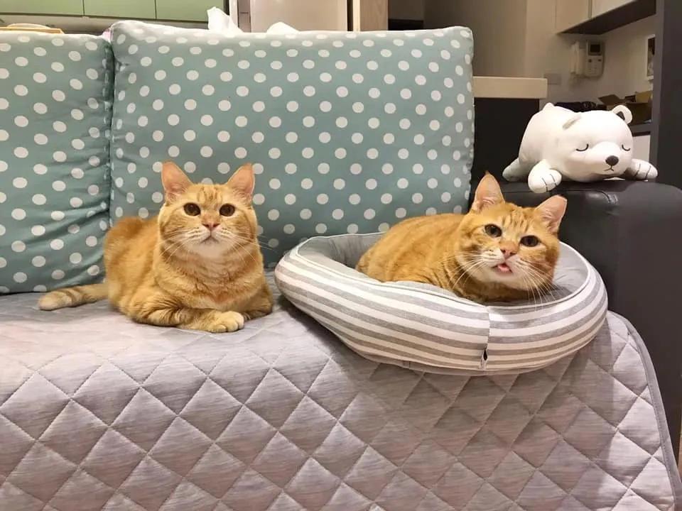 猫真的会把你当妈妈,猫把你当成妈妈是啥样子的