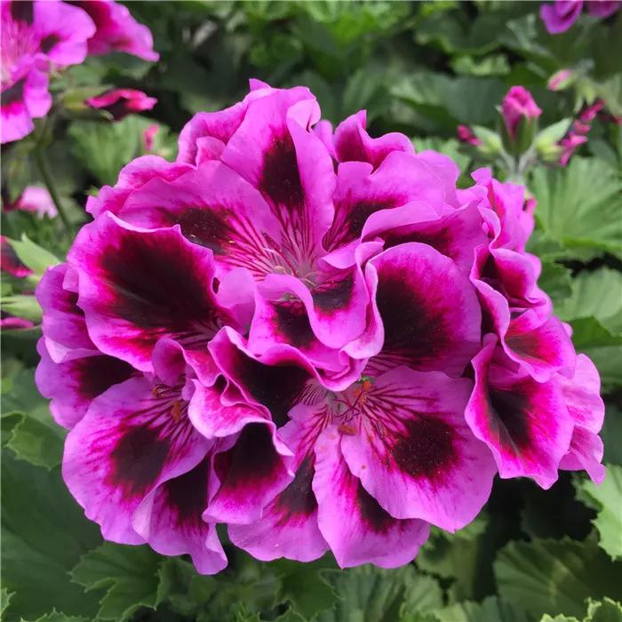 10种天竺葵,天竺葵100种图片大全