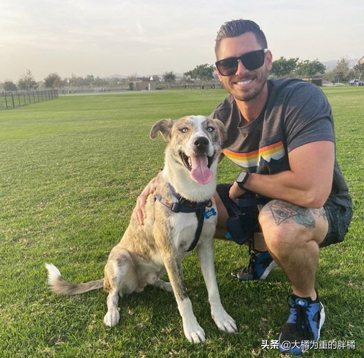 怎么训练狗狗上车下车,如何让狗狗乖乖的学会坐车