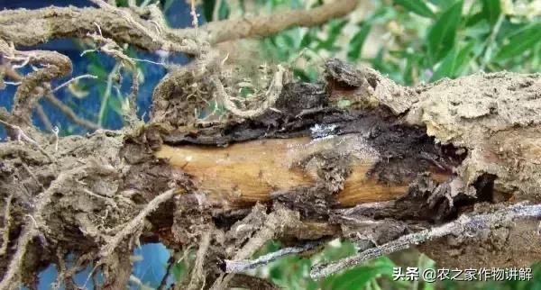 枸杞病虫草害及其防治彩色图谱,枸杞的病虫害怎么治