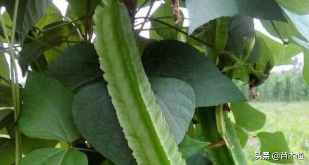 这种植物人称“绿色黄金”，不仅能长寿，还能治病！！！