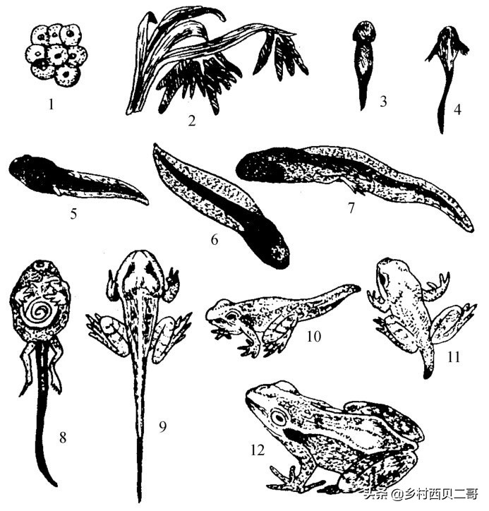 农业部对人工养殖牛蛙的最新规定,养殖牛蛙跟公司合作模式