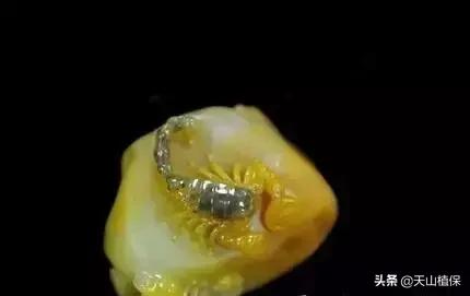 刚玉矿物的宝石品种有哪些,常见玉种宝石密度表图片