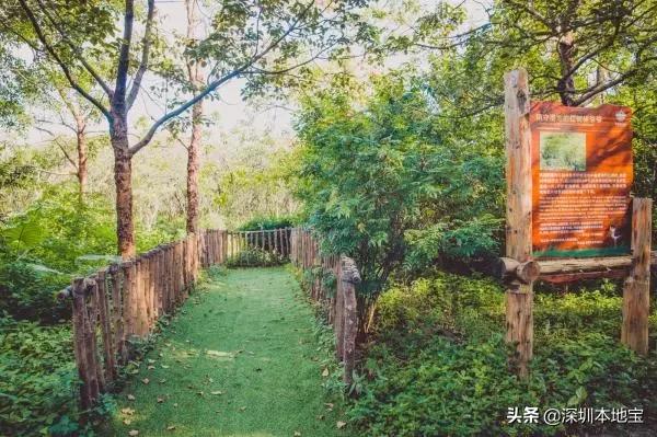 深圳有哪些地方免费景点,深圳都有什么景点免费游玩