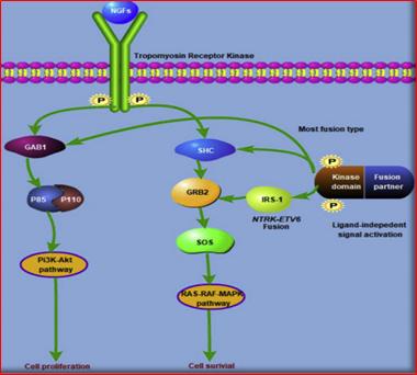 澶氬璺ㄥ浗鑽紒,璺ㄥ浗闆嗗洟鐮斿埗鐨勬姉鐧屾敞灏勫墏