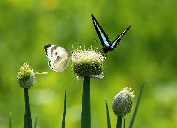 诗词鉴赏-频年学圃休相笑千古英雄亦荷锄，那些诗人种菜的诗词
