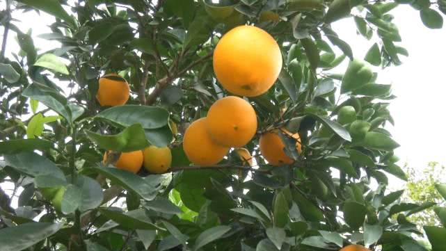 是橘是柚傻傻分不清？一个果子重1斤，1斤卖到30块！棚里种价格再翻一番