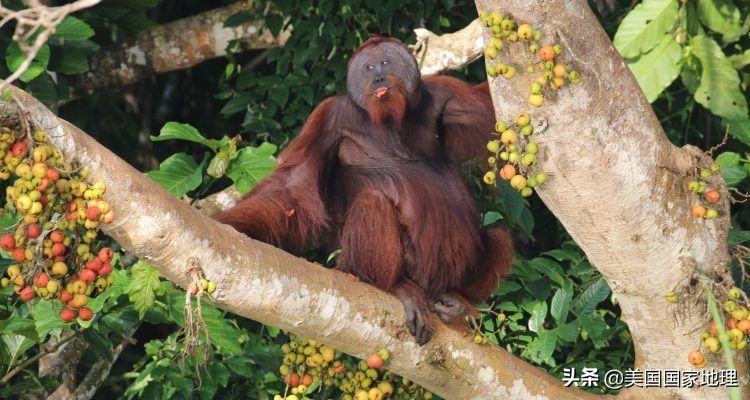 为什么红毛猩猩的脸有的大有的小,红毛猩猩为什么长得不一样