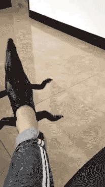 真鳄鱼皮鞋搞笑,鳄鱼皮鞋搞笑视频