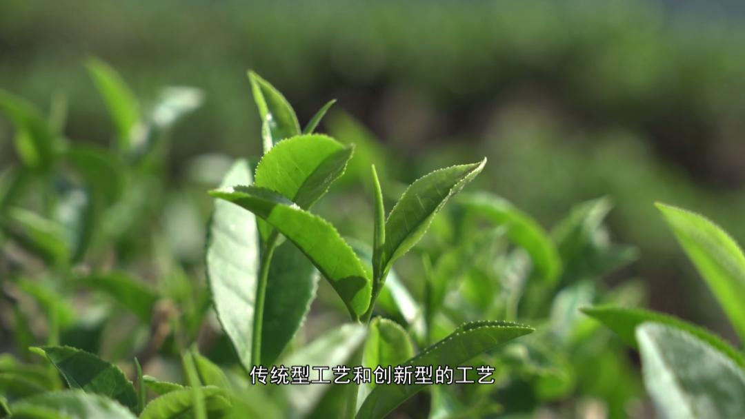 坦洋工夫红茶与普通红茶的区别,岩茶和坦洋工夫红茶的当家品种