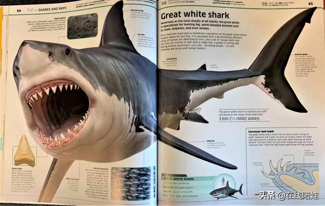 dk知识大百科全套,dk知识大百科书金银版