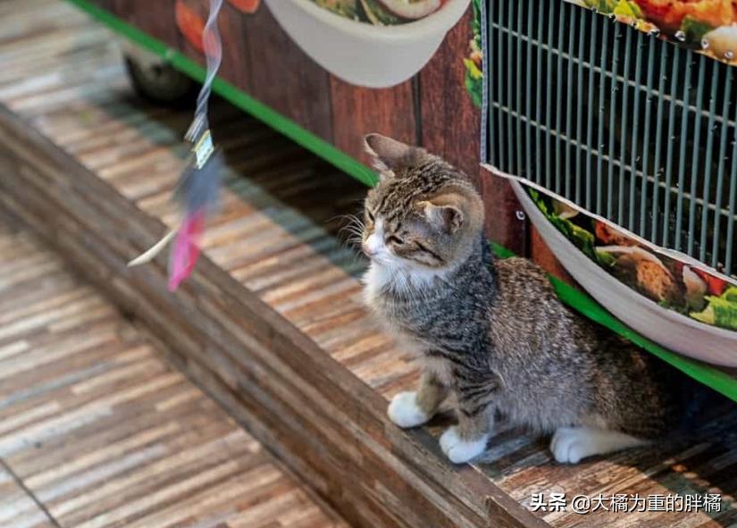 小伙将超市小猫偷偷抱走，却让自闭男孩失去唯一朋友，他也很爱猫