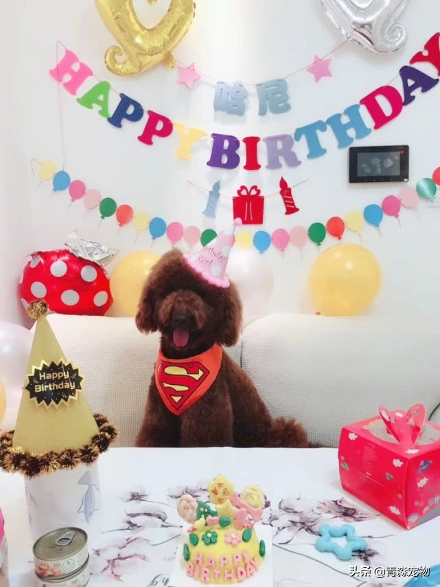 泰迪狗狗牙结石怎么去除,泰迪牙结石怎么去除