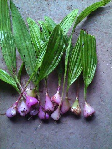 白芨出售时怎样分类,这段时间收购的白芨有哪些