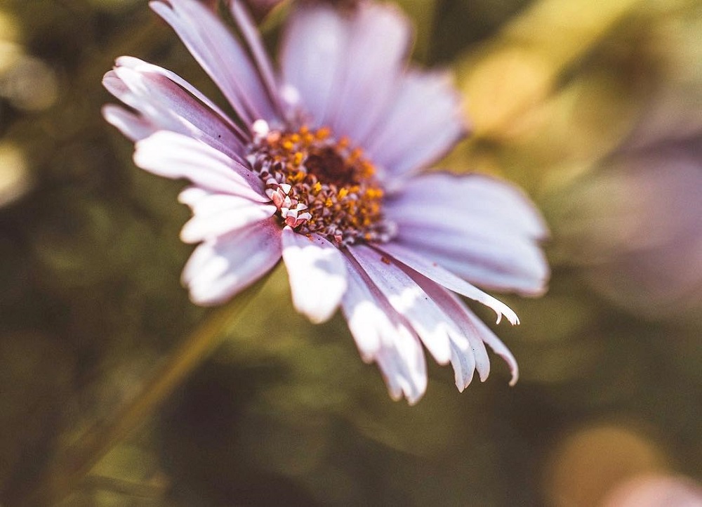 微距拍摄需要的器材,小成本视频摄影