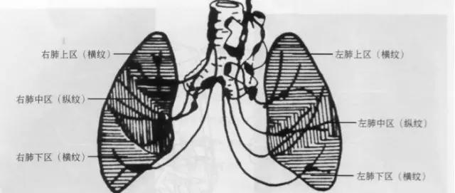 收藏：详细的胸部X线解剖，最基础最实用