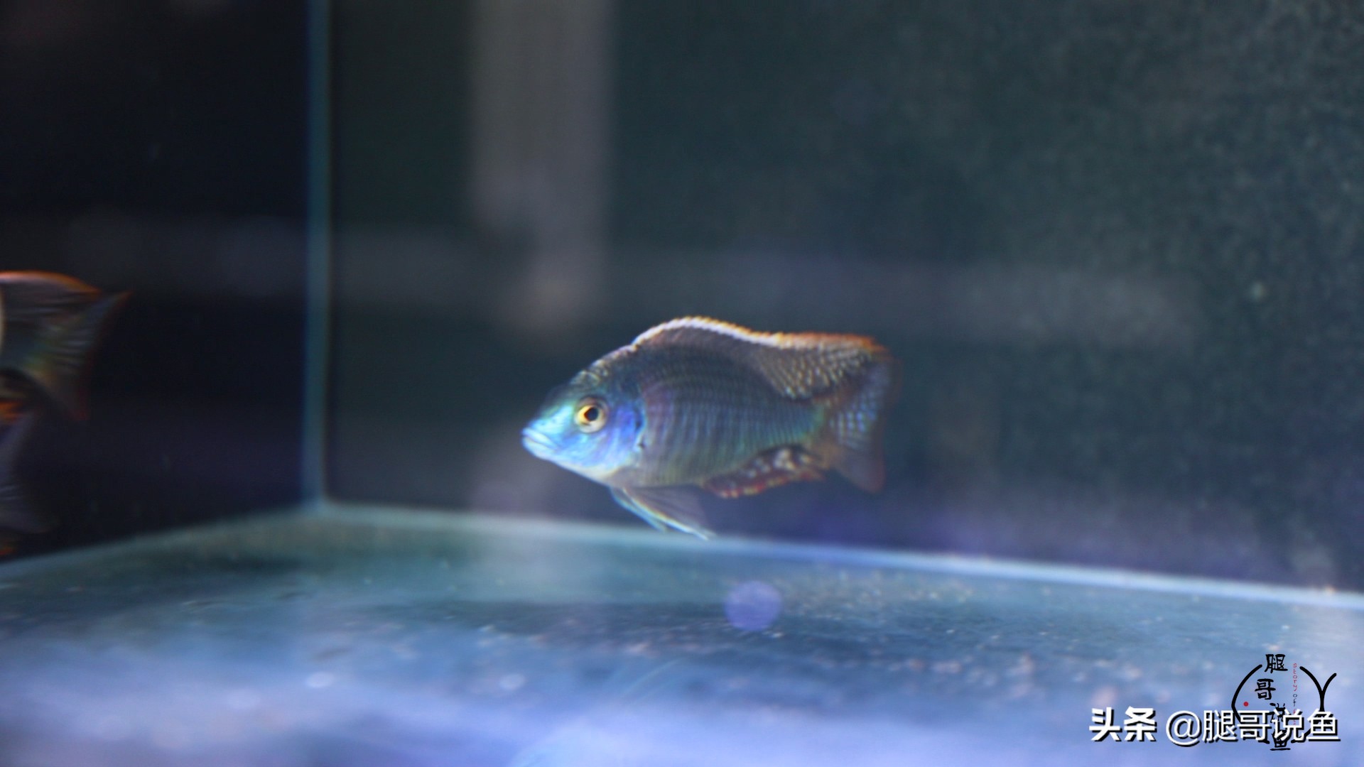 发财鱼三湖鱼混养,招财鱼和三湖慈鲷混养