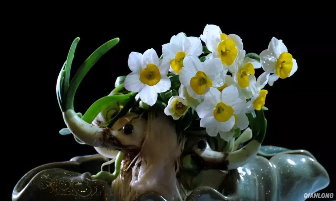 宝宝误食家里养的植物叶子,孩子误食有毒植物