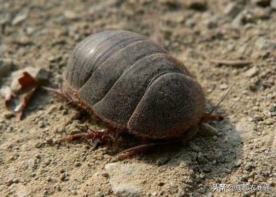 湘潭土元养殖技术,土元养殖技术在哪里学比较靠谱