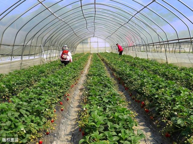 立体无土栽培草莓,设施草莓的种植方法