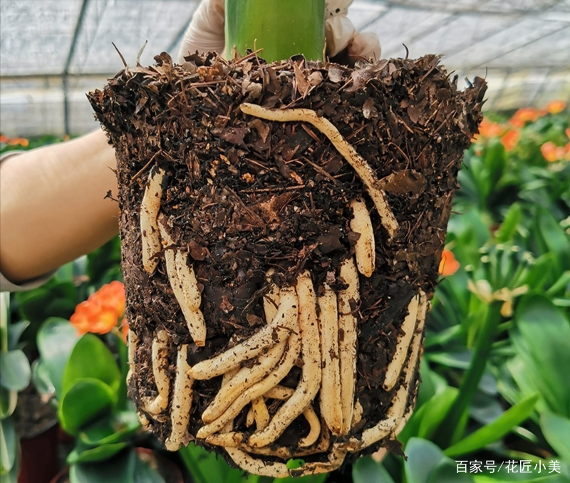 君子兰如何才能养得更茂盛,君子兰怎么养才能长直