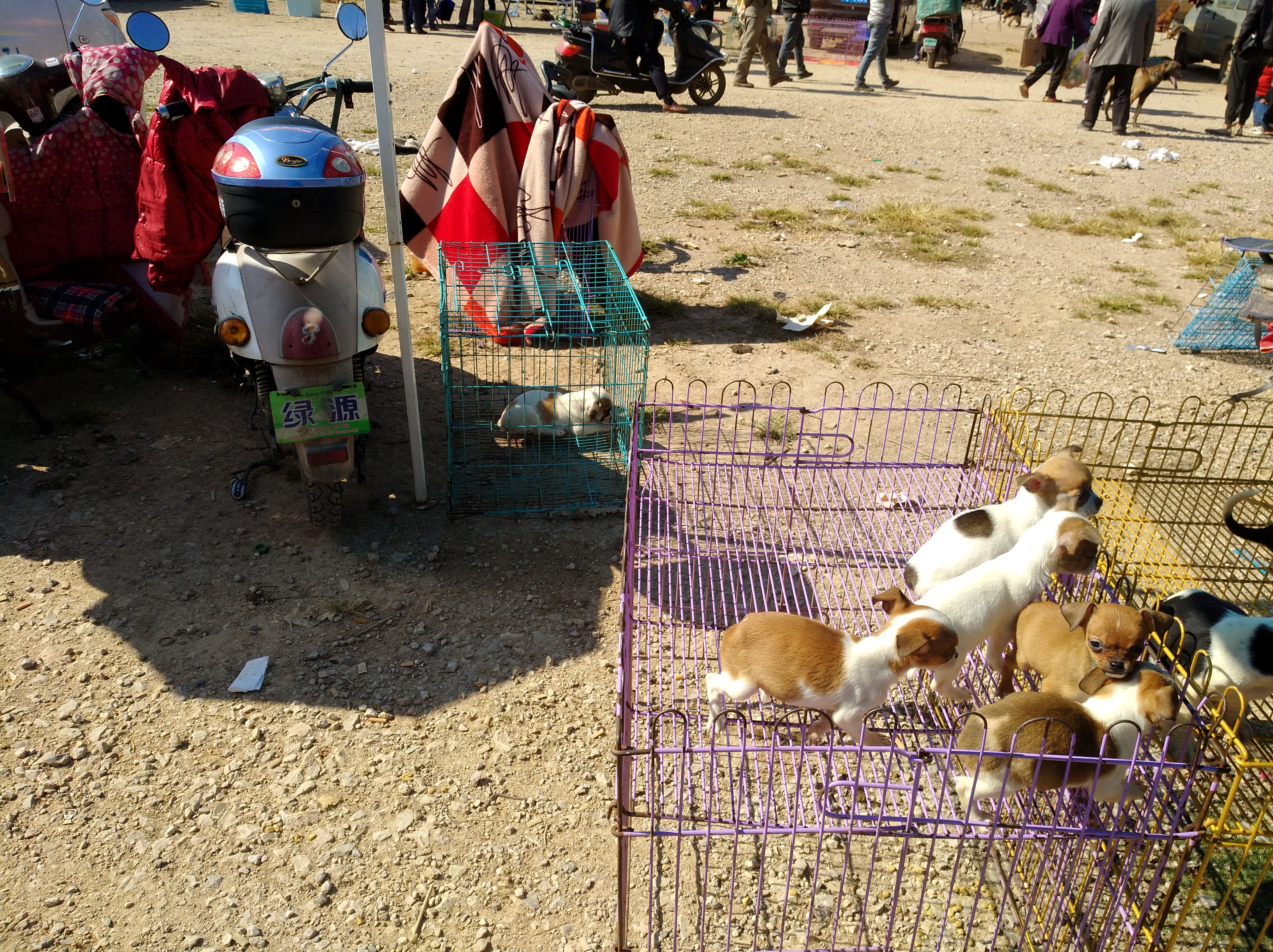 为什么网上的宠物狗那么便宜,为什么不建议下夏天网上买宠物狗