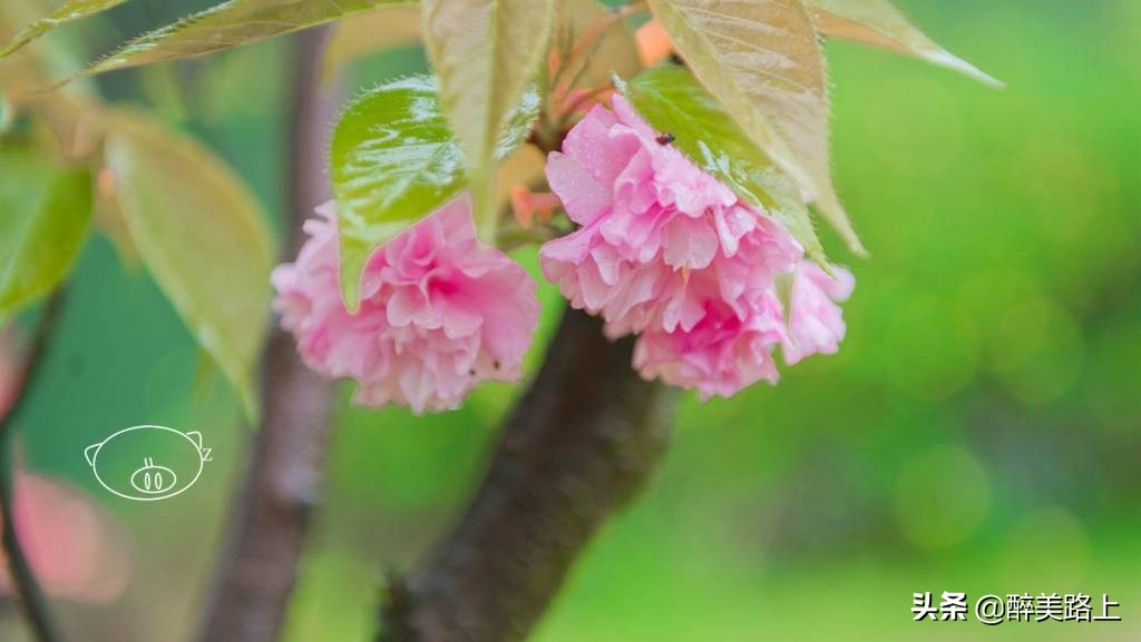 武汉野村谷度假,武汉野村谷风景