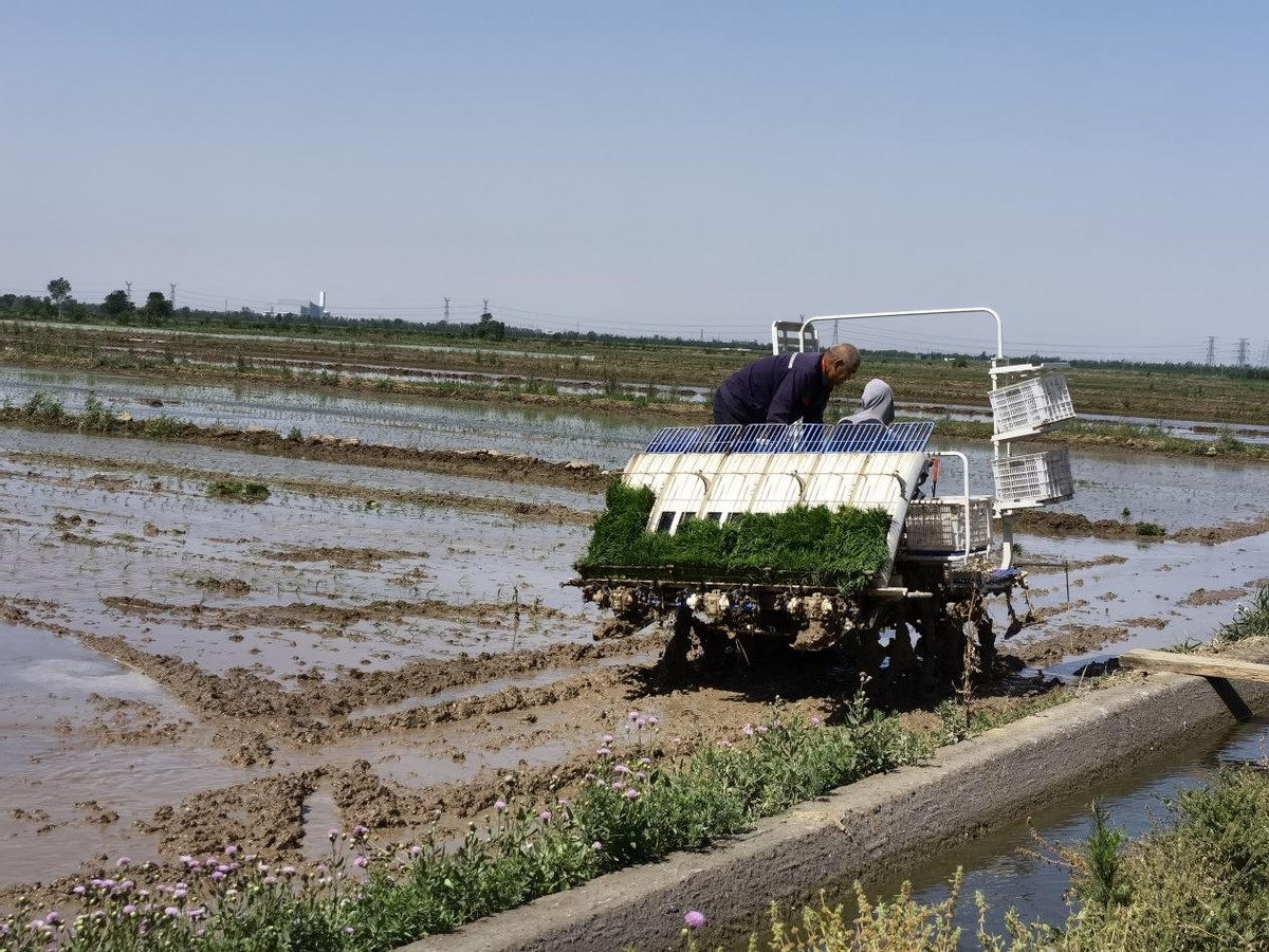 绘就乡村振兴壮美画卷,特色水稻种植绘就乡村振兴画卷