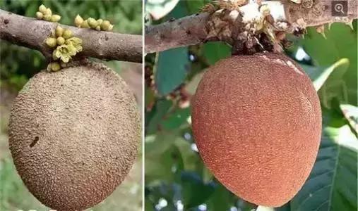世界上罕见的十大水果,世界上罕见水果10个品种