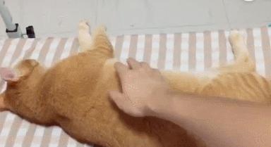 对猫咪道歉的动作,主人给猫咪道歉该怎么用猫语说