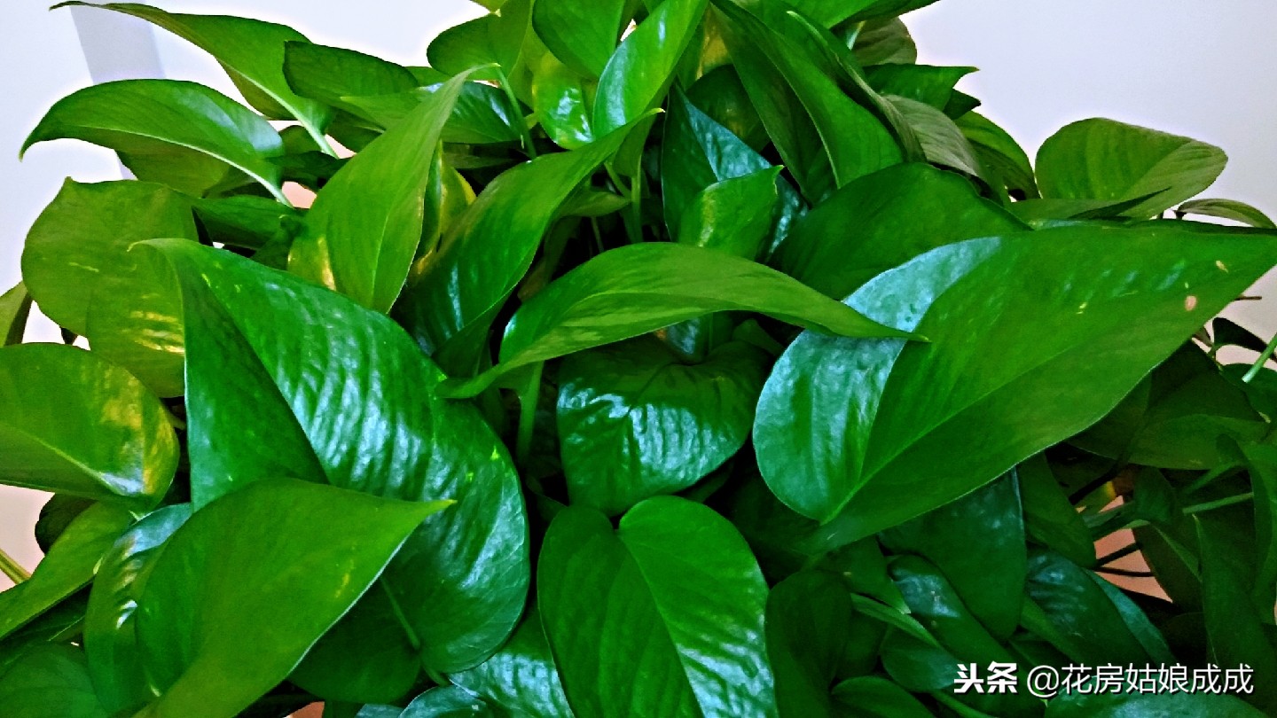 绿萝长得很松散怎么办,绿萝稀稀拉拉还发黄用什么药