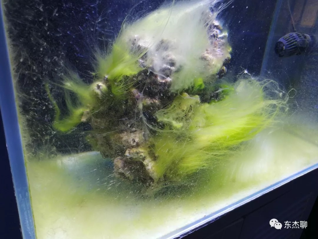 海缸刚开缸怎么饲养,海缸np双零珊瑚会白化吗