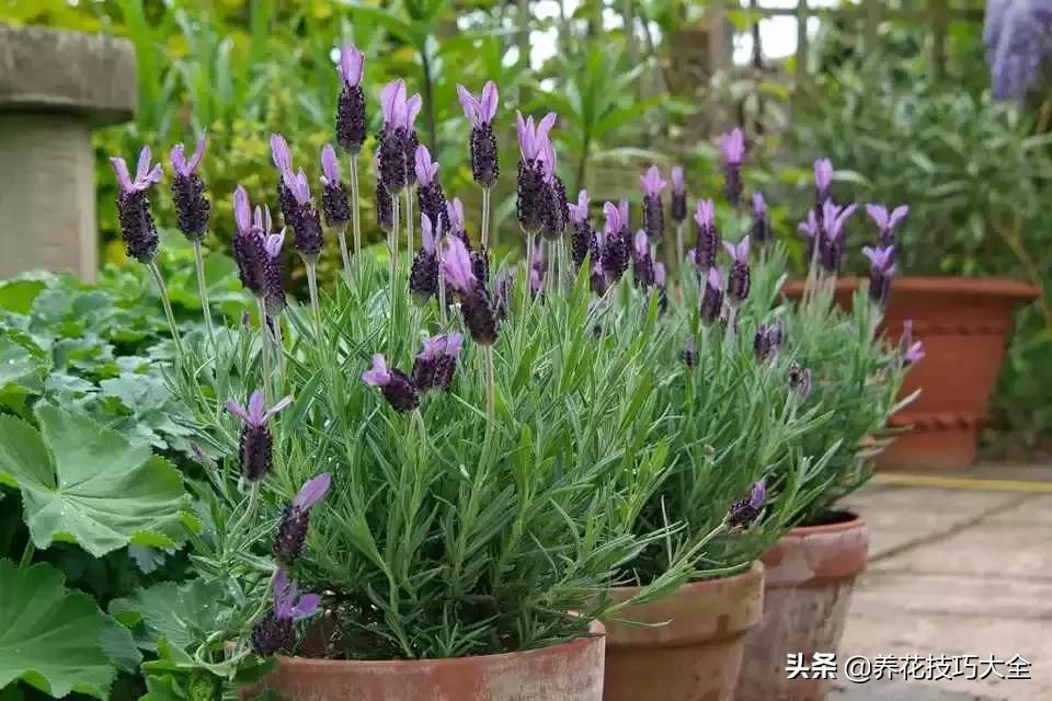 可以驱赶害虫的花卉,盆栽植物防治害虫