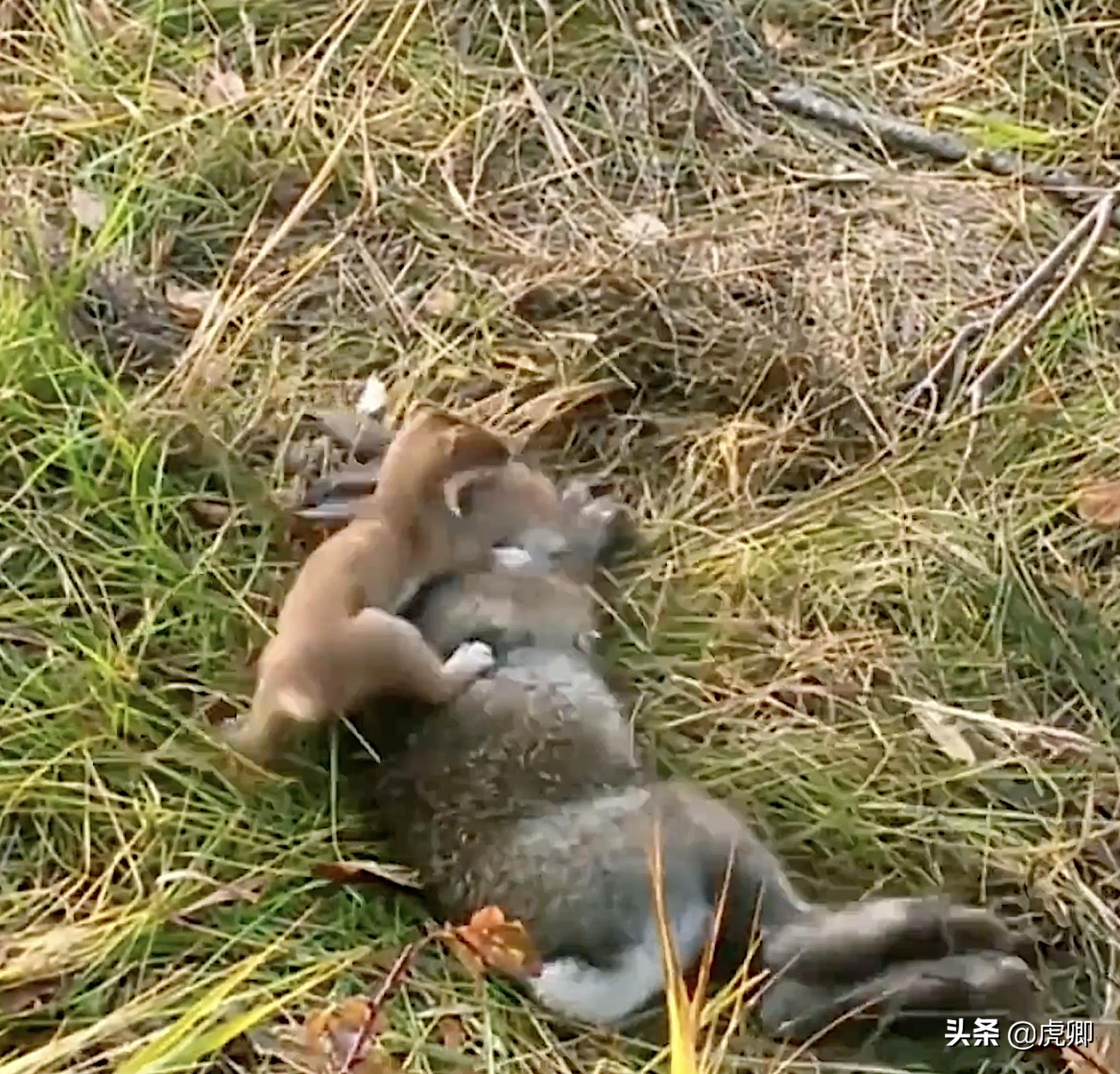 最小食肉动物伶鼬重3两,年灭鼠3500只,何不用来防治澳洲鼠灾?