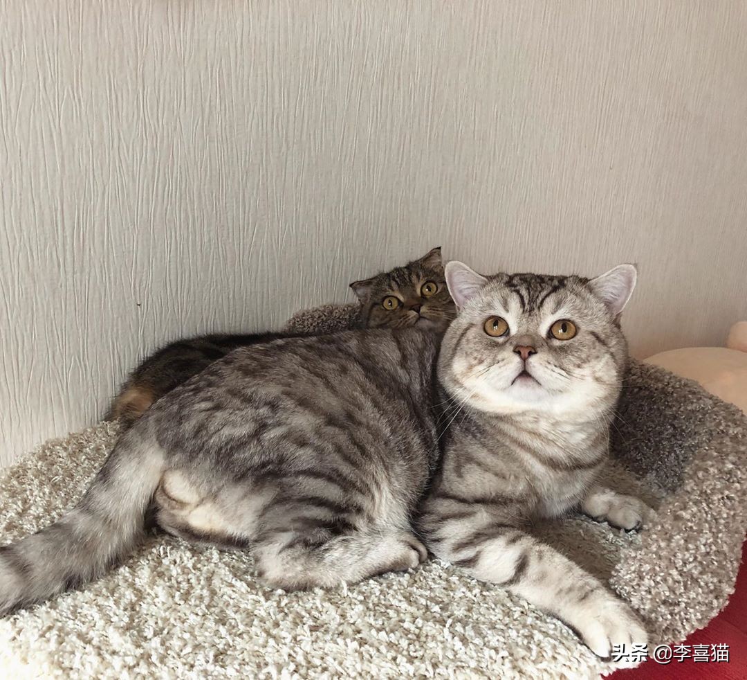 关于猫咪的这些小知识你都知道吗,揭秘猫咪的四个冷知识你知道吗