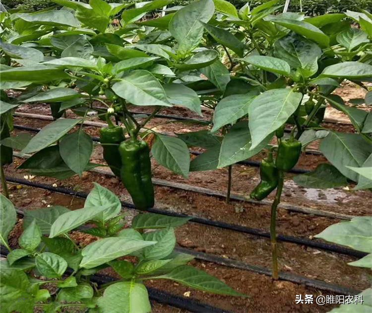 最好用水溶肥的膨果配方，自己在家就能配制