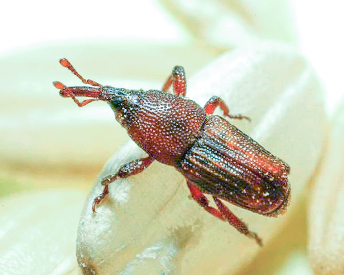 米里面的虫子除了米象还有什么,米象是什么虫