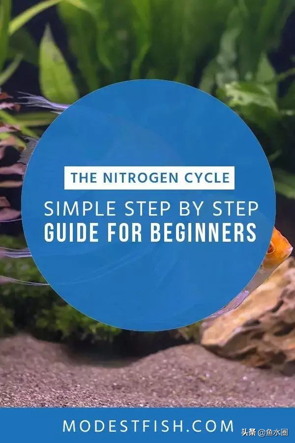 水族造景开缸教学,海缸单养鱼怎么开缸