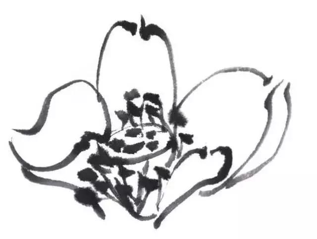 白描荷花的画法图片,如何画荷花国画白描