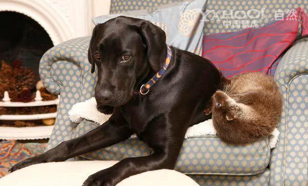 拉布拉多体外驱虫正确方法,拉布拉多虫子很多怎么办