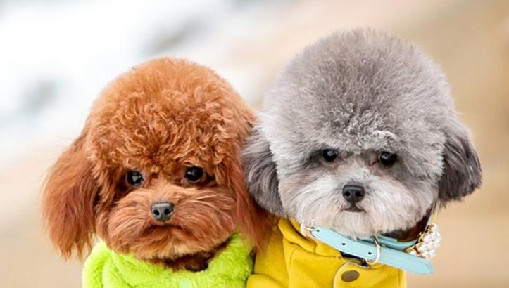 狗狗毛发打结严重剃毛教程,狗狗毛发打结用什么洗