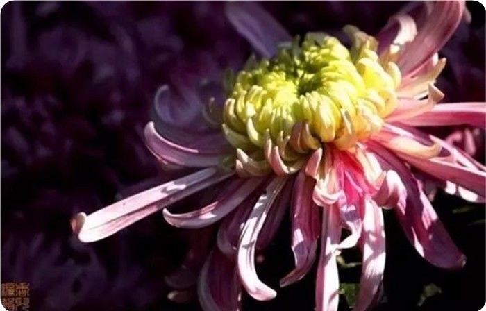 菊花100幅欣赏,菊花的十大绝美诗句