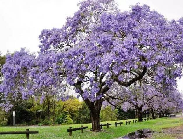 粉色和紫色的植物有哪些,紫色的植物有哪些品种