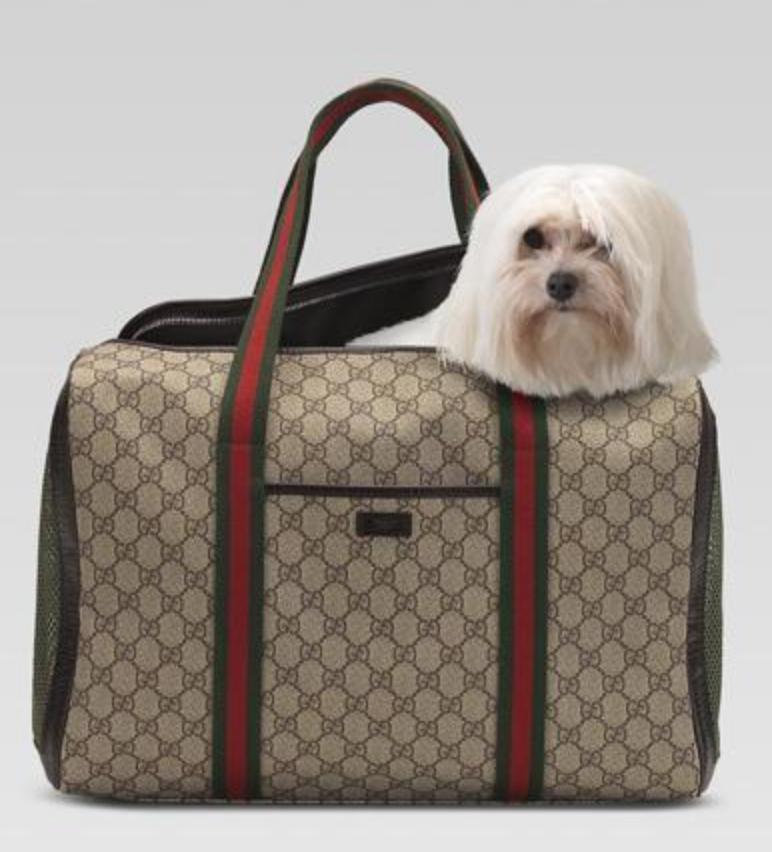 生活在宠物天堂的动物,在天堂的猫狗