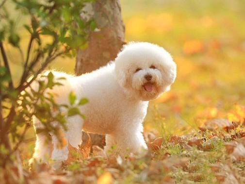 世界上所有的狗品种图片,世界最名贵的狗前十名及其简介