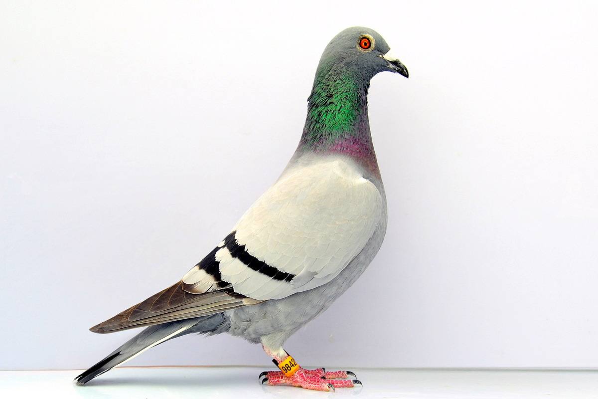 一只鸽子的寓意,怎样看一只鸽子的好坏